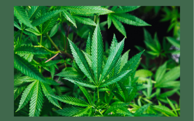 Marijuana and Acne | Is there a connection?